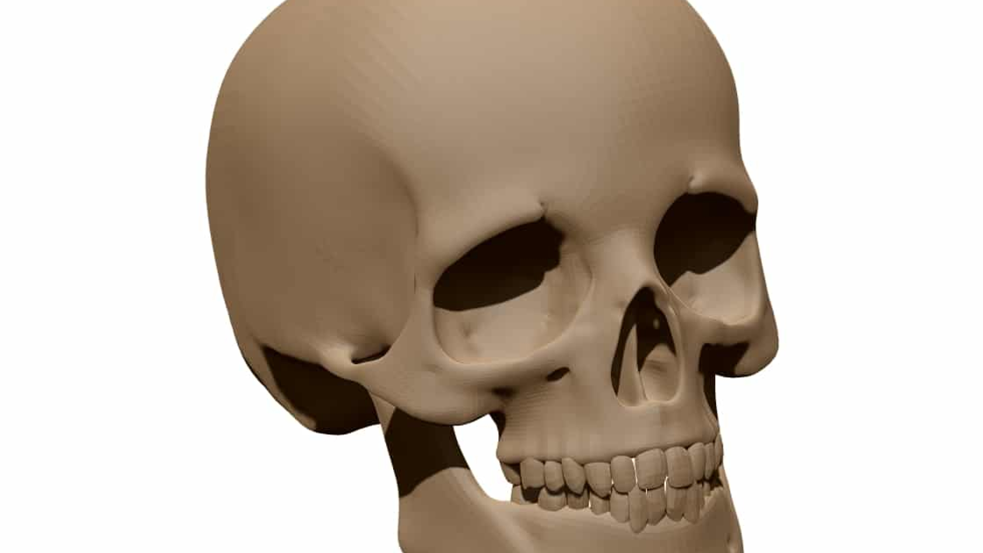 Human skull3D Model STL file free download A0014228
