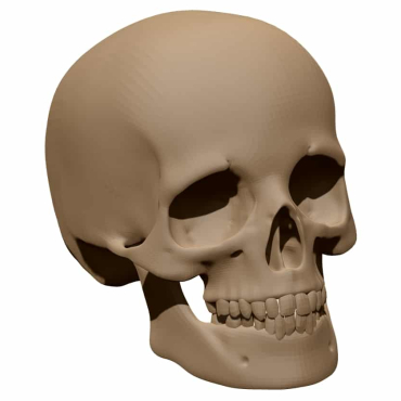 Human skull3D Model STL file free download A0014228