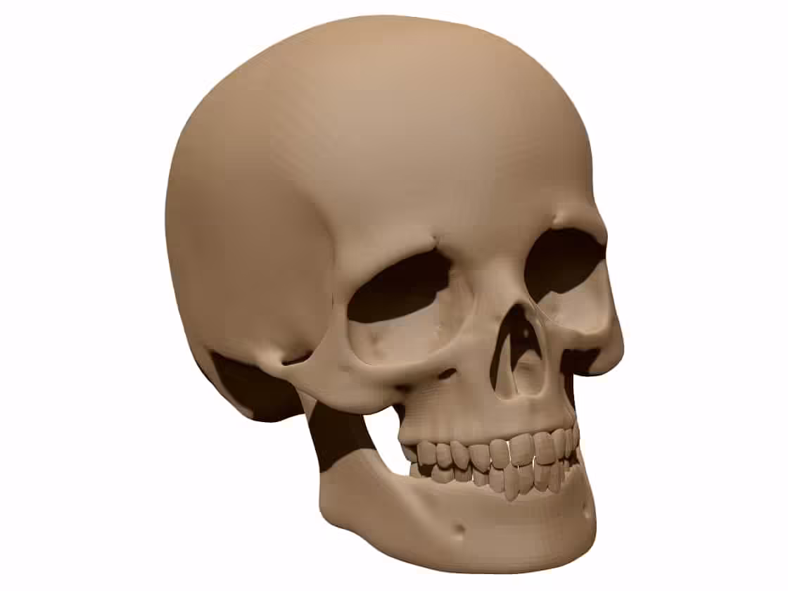 Human skull3D Model STL file free download A0014228