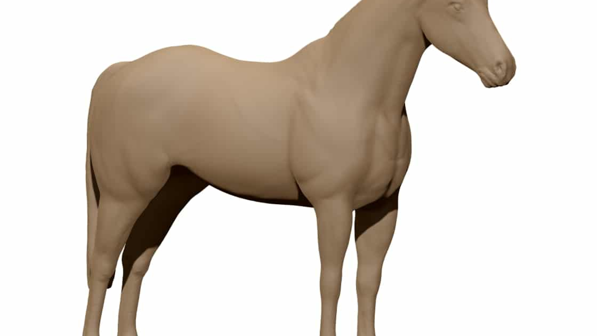 horse
